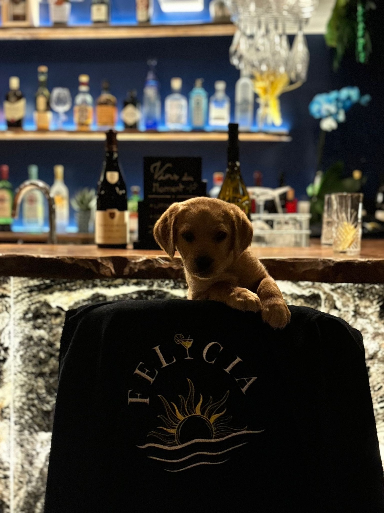 Le chiot du Felicia — l'âme de la maison